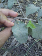 Tournefortia hartwegiana