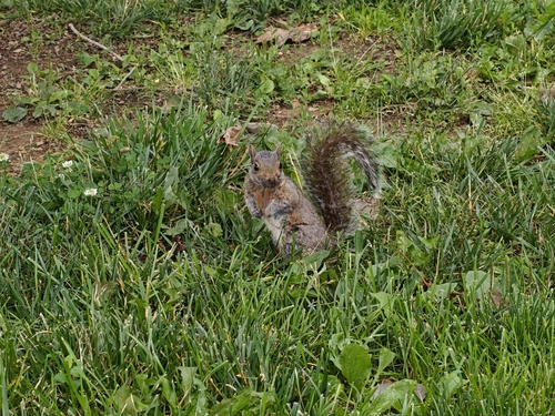Eastern Gray Squirrel