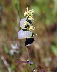 Streptanthus diversifolius