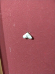 Lepidoptera