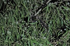 Pseudocheirus occidentalis