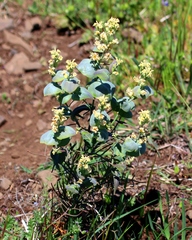 Streptanthus diversifolius