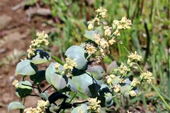 Streptanthus diversifolius