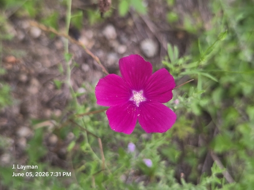 Callirhoe leiocarpa, photograph 4