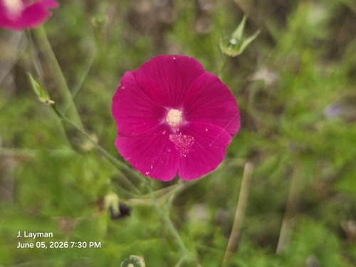 Callirhoe leiocarpa, photograph 5