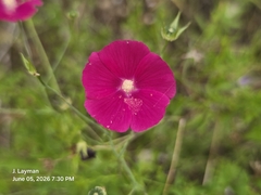 (c) Jason Layman, some rights reserved (CC BY-SA) Callirhoe leiocarpa, photograph (c) Jason Layman, some rights reserved (CC BY-SA)