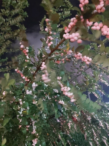 snowberrytree
