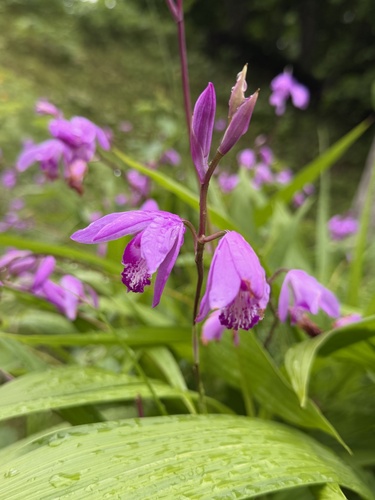 Hyacinth orchid