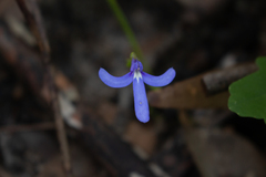 Lobelia dentata