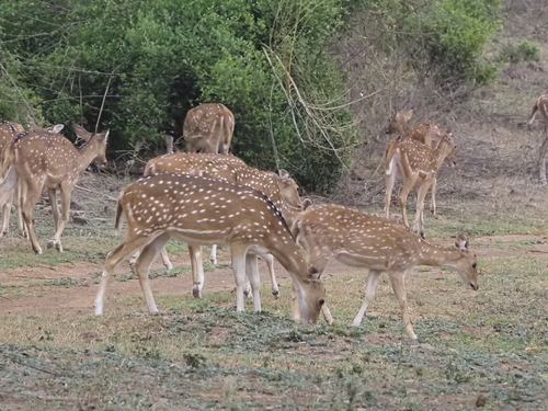 Indian Spotted Deer