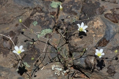 Sabulina douglasii