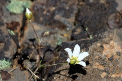 Sabulina douglasii