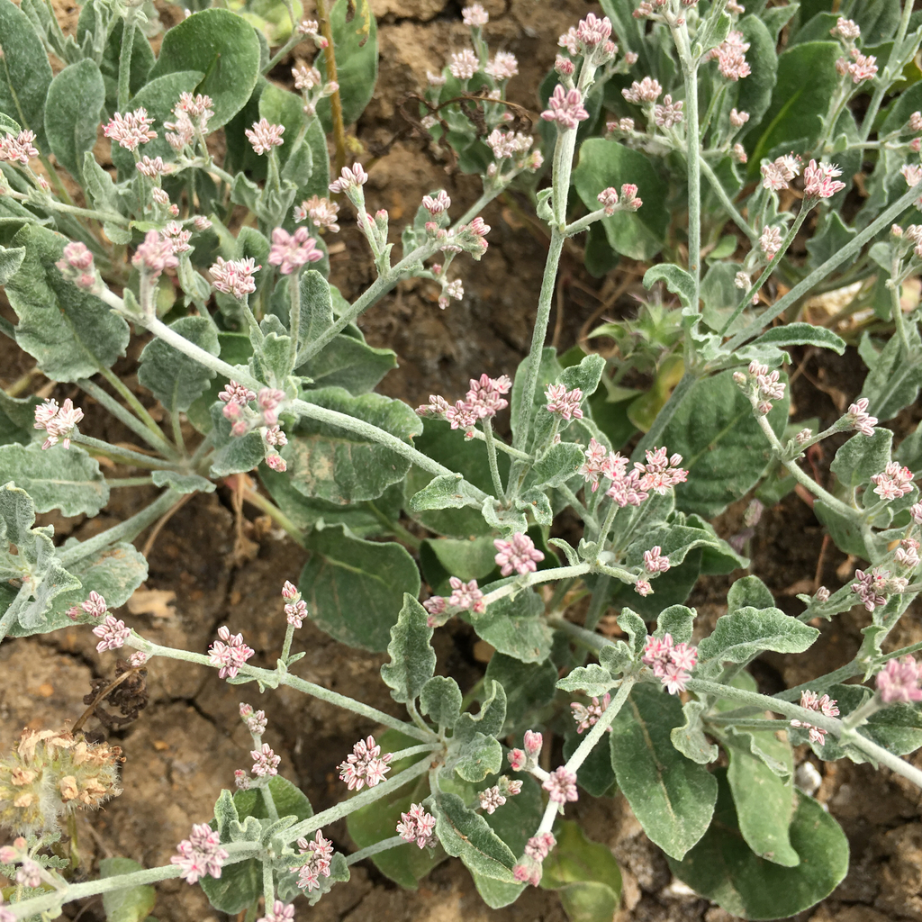 Idria buckwheat