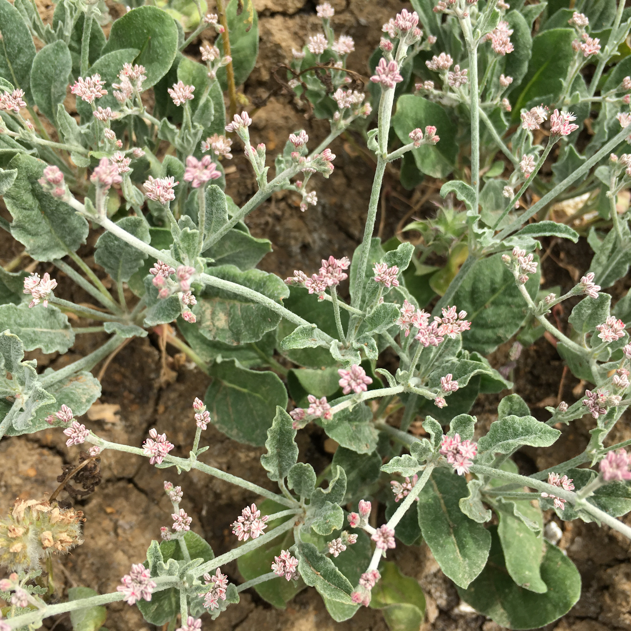 Eriogonum vestitum
