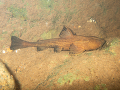 Asian Banjo Catfish photo 2