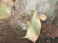 Dendrolycosa robusta