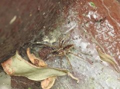 Dendrolycosa robusta