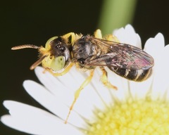 Calliopsis