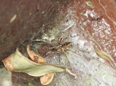 Dendrolycosa robusta