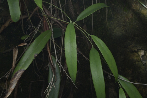Smilax glabra observed 2026-06-05