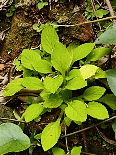Viola diffusa, 2026-06-06