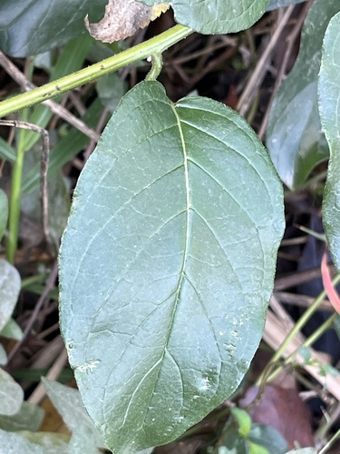 Heliotropium sarmentosum, photograph 5