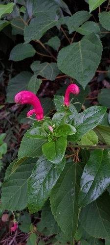 Centropogon cornutus, photograph 6