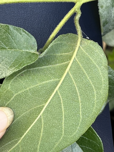 Heliotropium sarmentosum, photograph 6