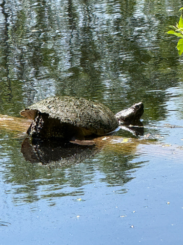 Snapping Turtle