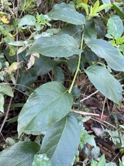 Heliotropium sarmentosum, photograph (c) 謝麗霦, some rights reserved (CC BY)