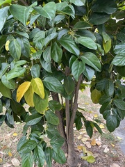 Diospyros maritima, photograph (c) 謝麗霦, some rights reserved (CC BY)