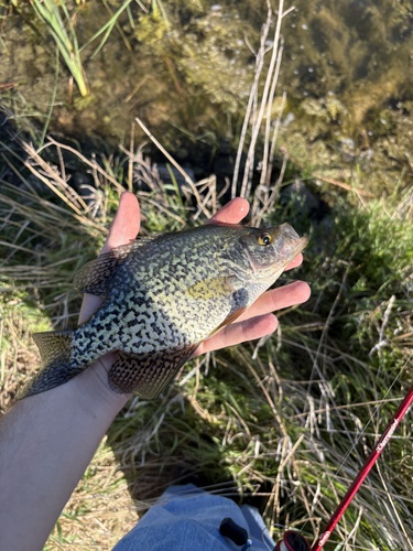 Black Crappie