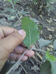 Tournefortia hartwegiana