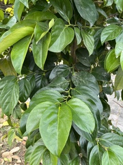 Diospyros maritima
