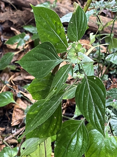 Dicliptera chinensis, photograph 2