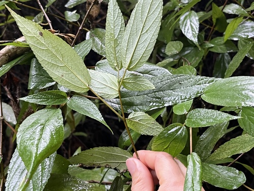 Boehmeria zollingeriana, photograph 4