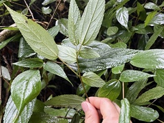 Boehmeria zollingeriana, photograph (c) 謝麗霦, some rights reserved (CC BY)