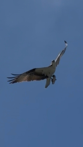 Osprey