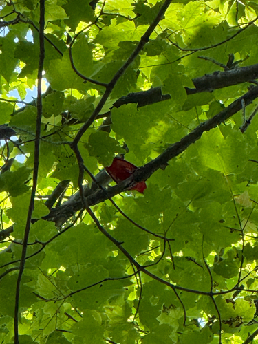 Scarlet Tanager
