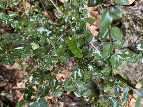 Benkara sinensis