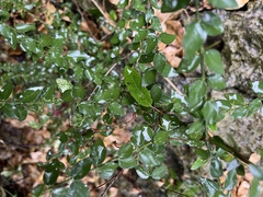 Benkara sinensis