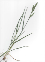 Bromus catharticus catharticus