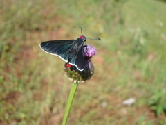 Pyrrhopyge