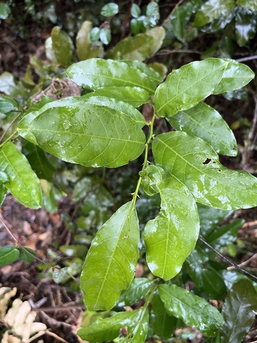 Capparis micracantha, photograph 2