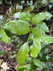 Capparis micracantha, photograph (c) 謝麗霦, some rights reserved (CC BY)