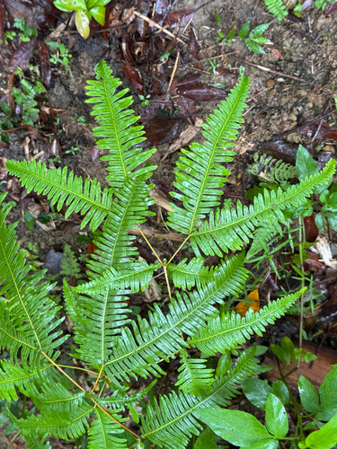false staghorn fern