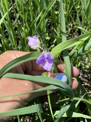 Tradescantia bracteata, photograph 4