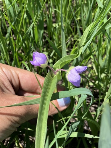 Tradescantia bracteata, photograph 5