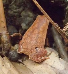 Rufous-Sided Sticky Frog photo 4