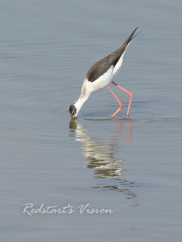 iNaturalist image
